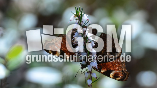 Tagpfauenauge (1).jpg